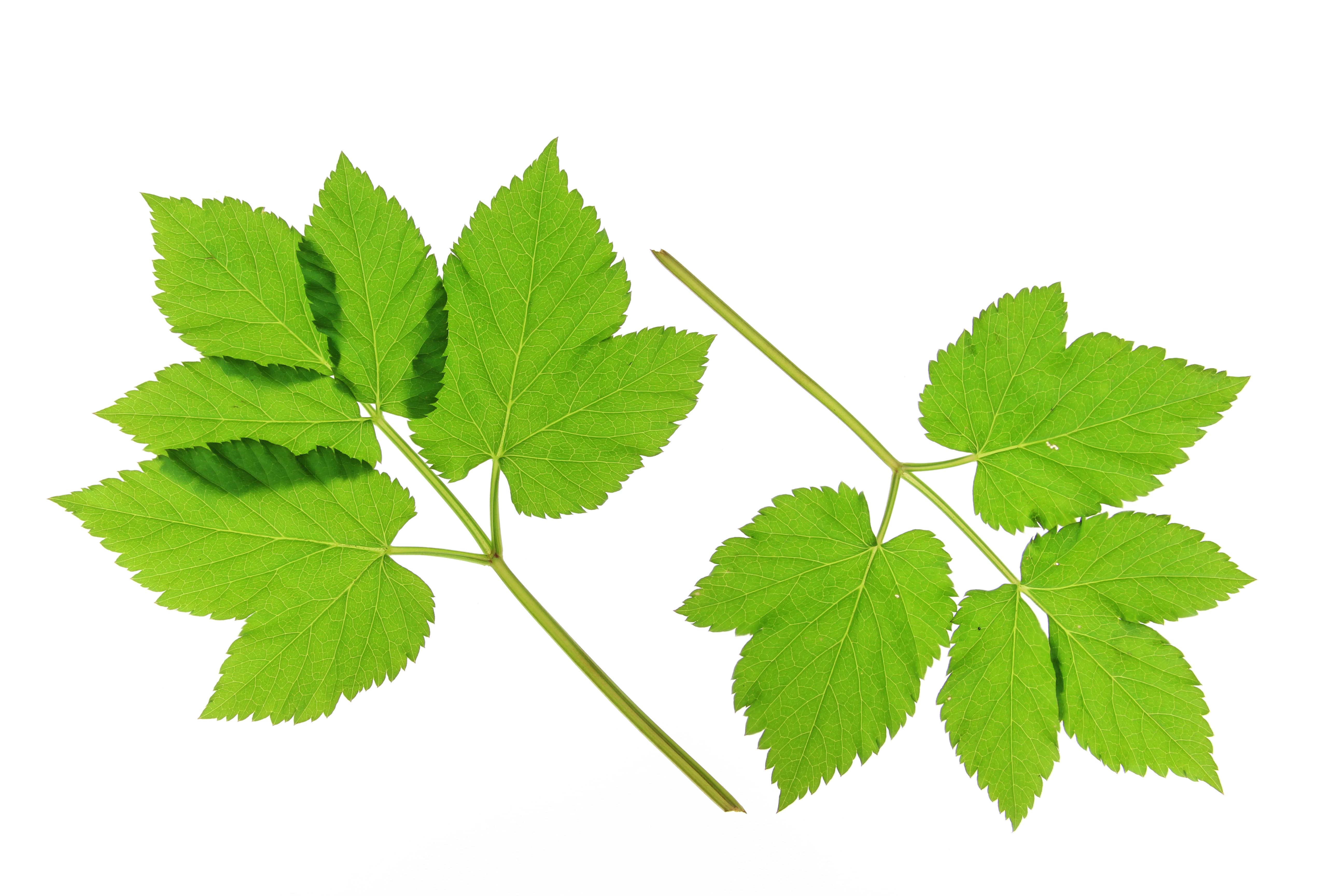 Aegopodium podagraria na 228.sk- pomôž si sám.